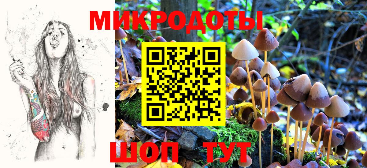 Галлюциногенные грибы Psilocybe Урус-Мартан